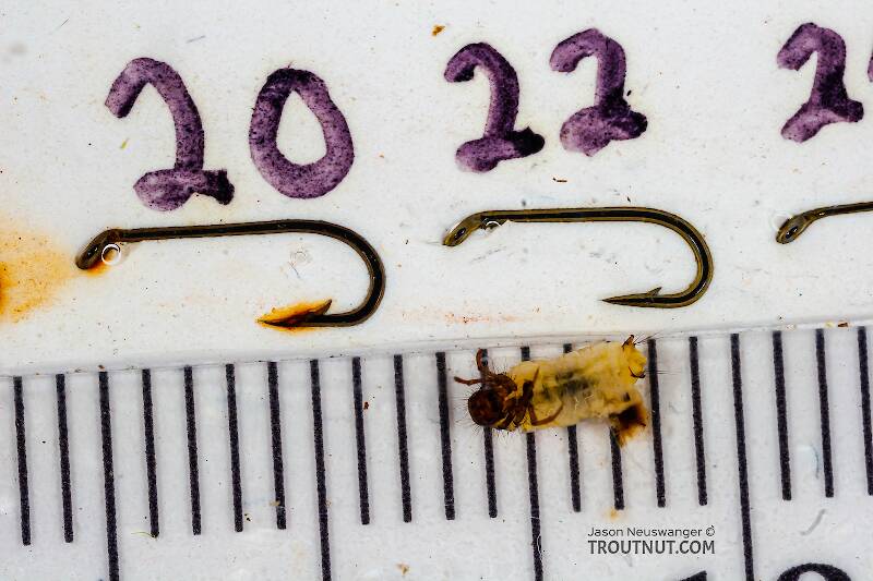 Ruler view of a Lepidostoma (Lepidostomatidae) (Little Brown Sedge) Caddisfly Larva from Mongaup Creek in New York The smallest ruler marks are 1 mm.