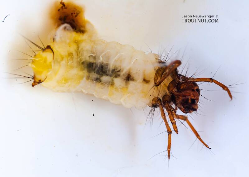 Lepidostoma (Lepidostomatidae) (Little Brown Sedge) Caddisfly Larva from Mongaup Creek in New York
