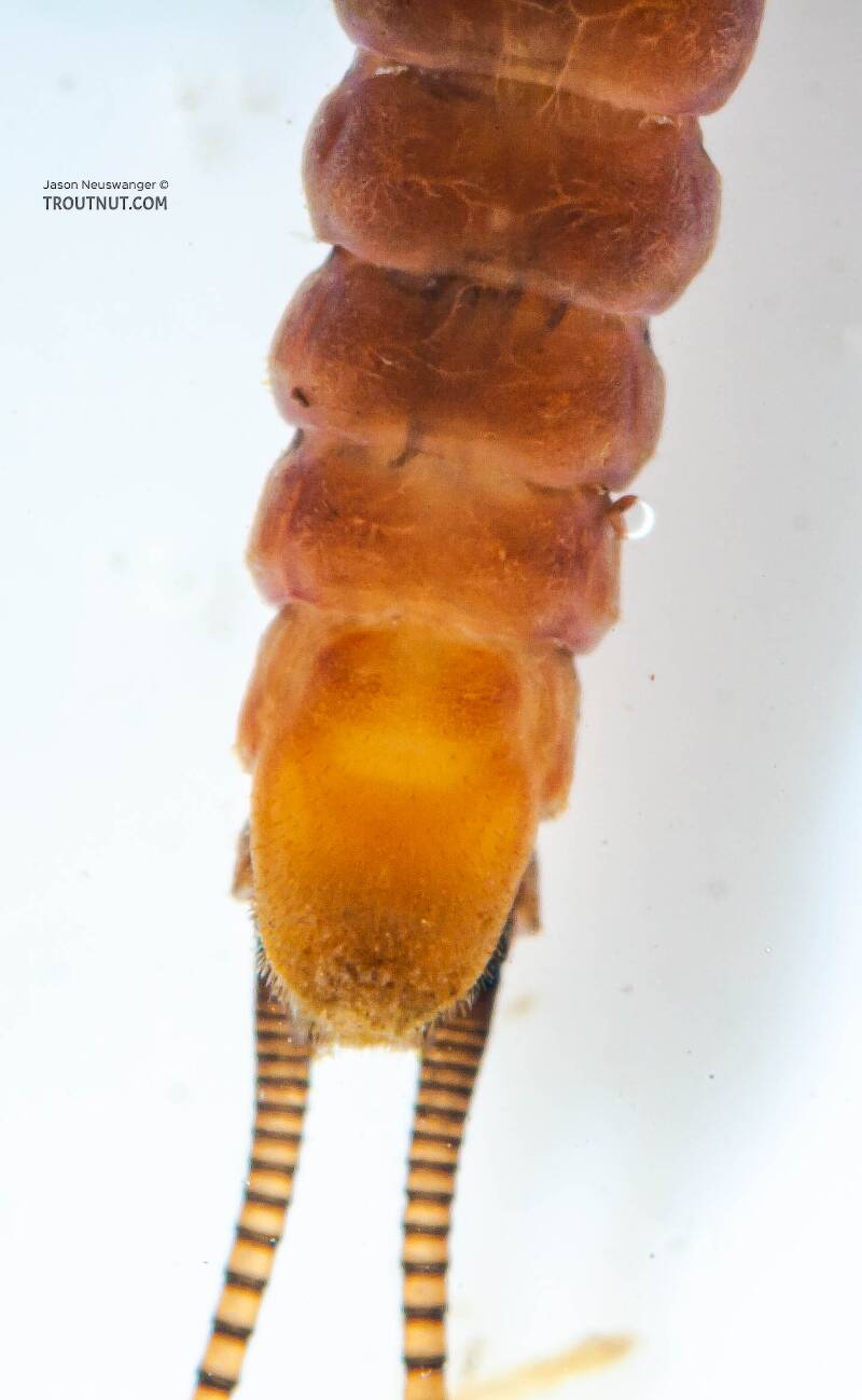 Taenionema atlanticum (Taeniopterygidae) (Willowfly) Stonefly Nymph from Mystery Creek #62 in New York