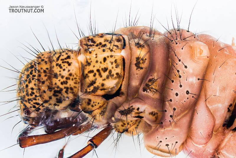 Pycnopsyche guttifera (Limnephilidae) (Great Autumn Brown Sedge) Caddisfly Larva from the Yakima River in Washington