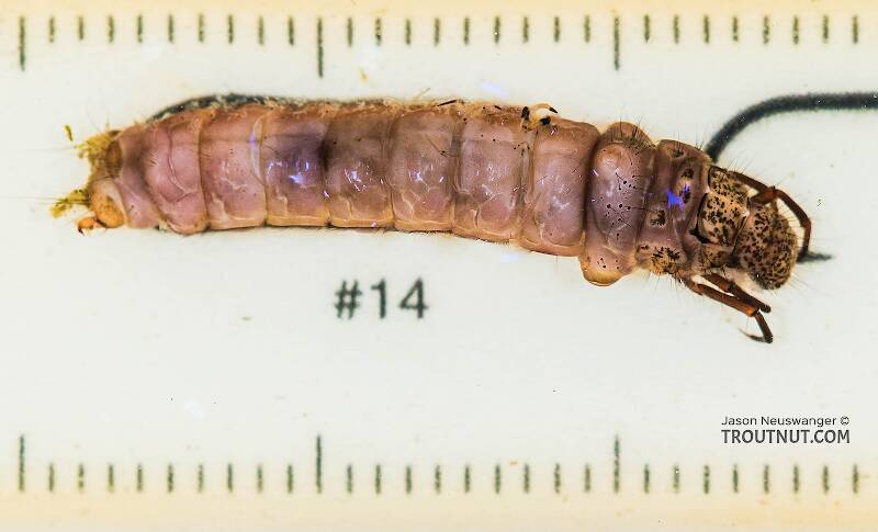 Ruler view of a Pycnopsyche guttifera (Limnephilidae) (Great Autumn Brown Sedge) Caddisfly Larva from the Yakima River in Washington The smallest ruler marks are 1 mm.