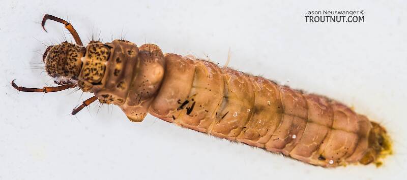 Dorsal view of a Pycnopsyche guttifera (Limnephilidae) (Great Autumn Brown Sedge) Caddisfly Larva from the Yakima River in Washington