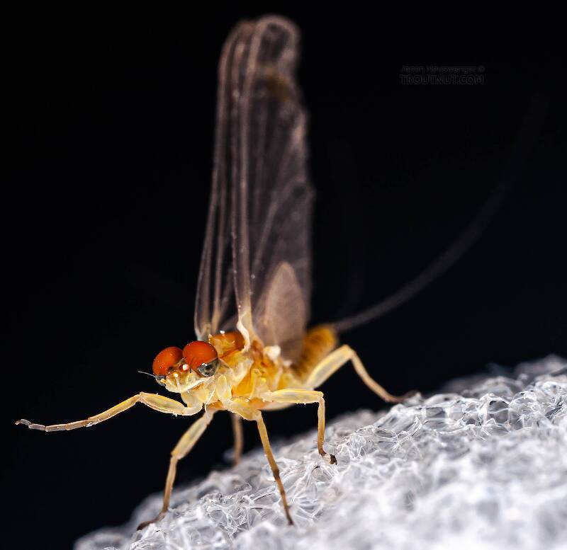 Male Ephemerella invaria (Ephemerellidae) (Sulphur) Mayfly Dun from Penn's Creek in Pennsylvania