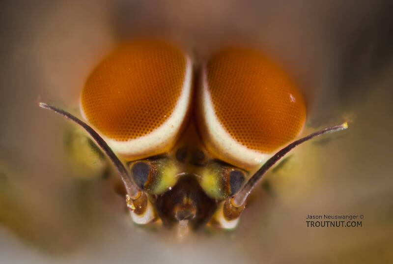 Male Baetidae (Blue-Winged Olive) Mayfly Dun from Mystery Creek #308 in Washington