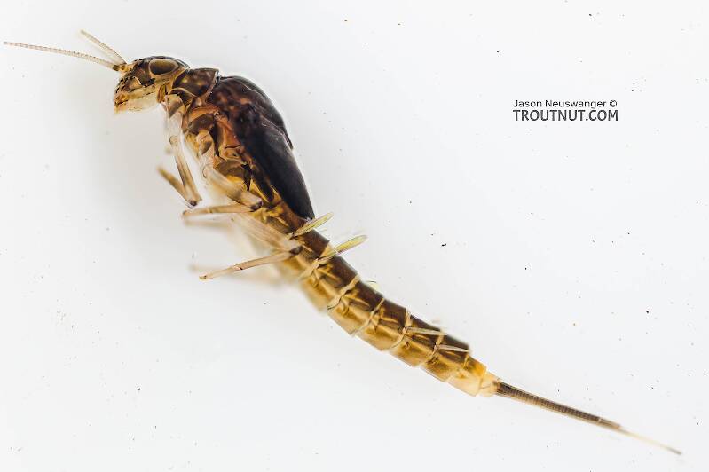 Lateral view of a Baetidae (Blue-Winged Olive) Mayfly Nymph from Mystery Creek #308 in Washington