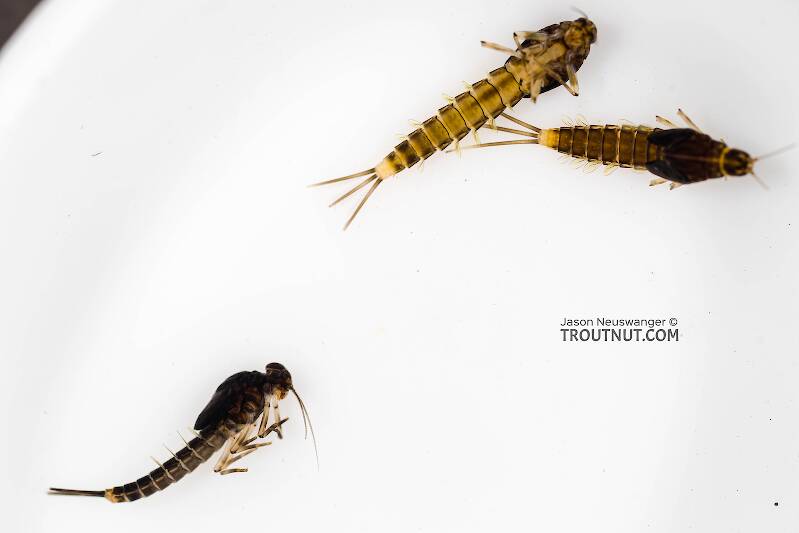 This specimen is on top, photographed with a couple others of the same species showcasing some variations.

Baetidae (Blue-Winged Olive) Mayfly Nymph from Mystery Creek #308 in Washington