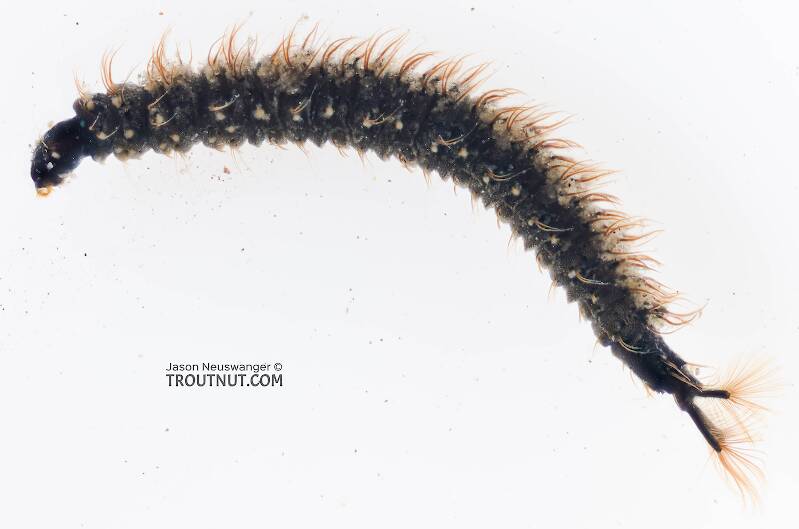 Lateral view of a Psychodidae True Fly Larva from Mystery Creek #308 in Washington