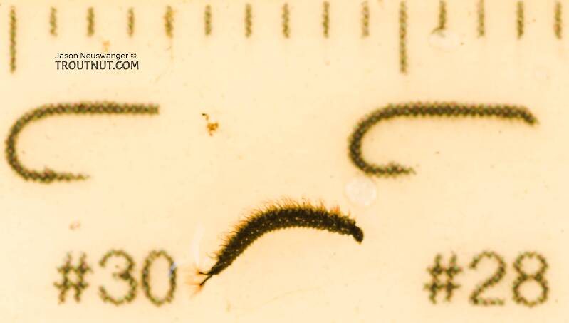 Ruler view of a Psychodidae True Fly Larva from Mystery Creek #308 in Washington The smallest ruler marks are 1 mm.