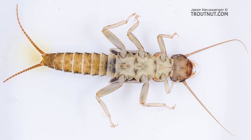 Ventral view of a Isoperla (Perlodidae) (Stripetails and Yellow Stones) Stonefly Adult from Mystery Creek #308 in Washington