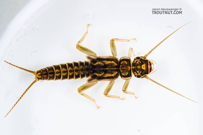 Dorsal view of a Isoperla (Perlodidae) (Stripetails and Yellow Stones) Stonefly Adult from Mystery Creek #308 in Washington