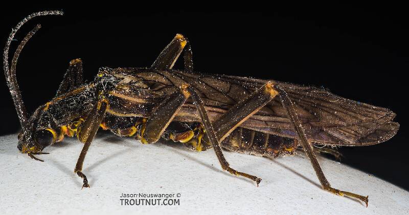 Female Skwala (Perlodidae) (Large Springfly) Stonefly Adult from Mystery Creek #308 in Washington