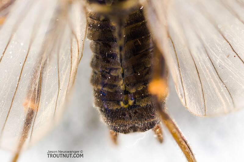 Female Skwala (Perlodidae) (Large Springfly) Stonefly Adult from Mystery Creek #308 in Washington