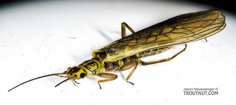 Female Sweltsa borealis (Chloroperlidae) (Boreal Sallfly) Stonefly Adult from Harris Creek in Washington