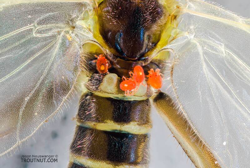 Fun closeup at 5X zoom of the mites parasitizing this Sweltsa stonefly.

Artistic view of a Female Sweltsa borealis (Chloroperlidae) (Boreal Sallfly) Stonefly Adult from Harris Creek in Washington