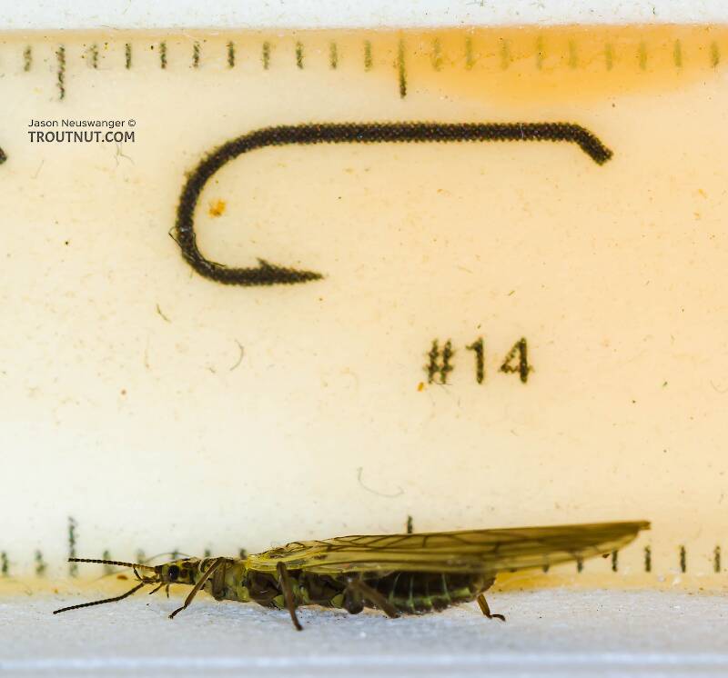 Ruler view of a Female Sweltsa borealis (Chloroperlidae) (Boreal Sallfly) Stonefly Adult from Harris Creek in Washington The smallest ruler marks are 1 mm.