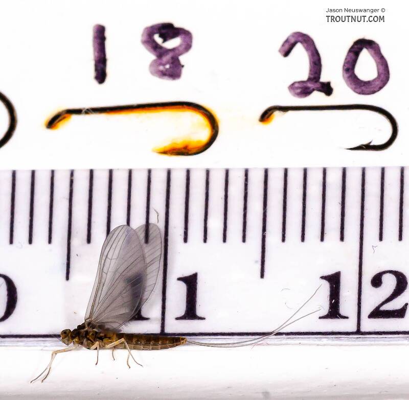 Ruler view of a Female Baetidae (Blue-Winged Olive) Mayfly Dun from Cayuga Inlet in New York The smallest ruler marks are 1 mm.