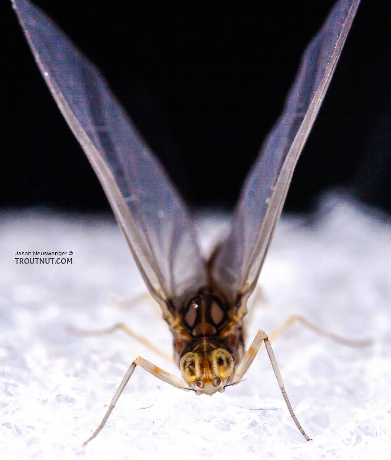 Female Baetidae (Blue-Winged Olive) Mayfly Dun from Cayuga Inlet in New York