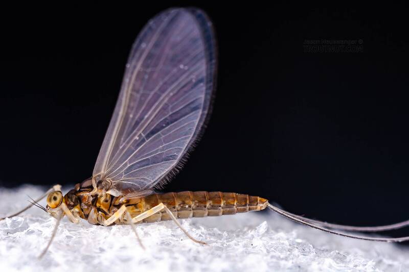 Lateral view of a Female Baetidae (Blue-Winged Olive) Mayfly Dun from Cayuga Inlet in New York