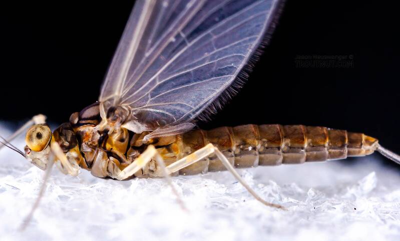 Female Baetidae (Blue-Winged Olive) Mayfly Dun from Cayuga Inlet in New York