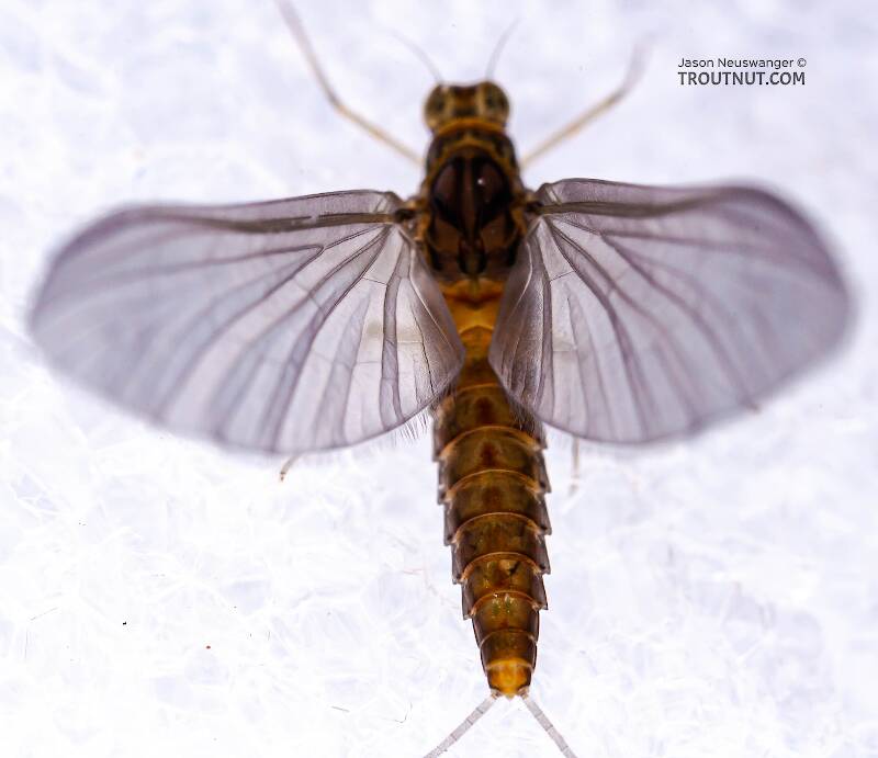 Dorsal view of a Female Baetidae (Blue-Winged Olive) Mayfly Dun from Cayuga Inlet in New York