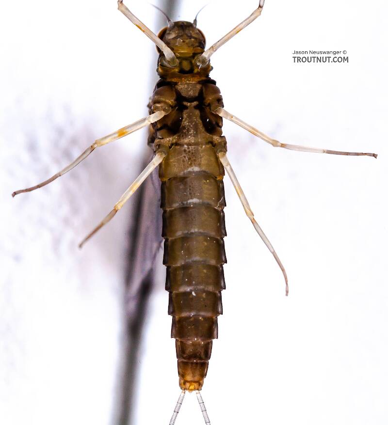 Ventral view of a Female Baetidae (Blue-Winged Olive) Mayfly Dun from Cayuga Inlet in New York