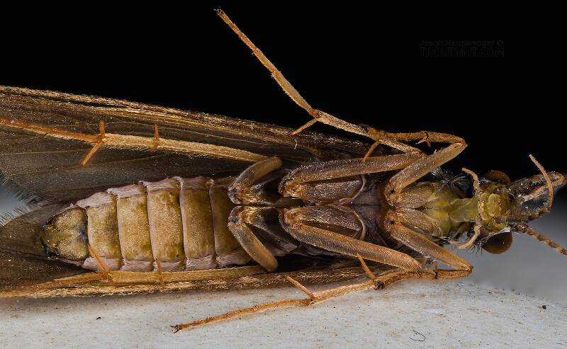 Female Hydropsyche (Hydropsychidae) (Spotted Sedge) Caddisfly Adult from the Columbia River in Washington