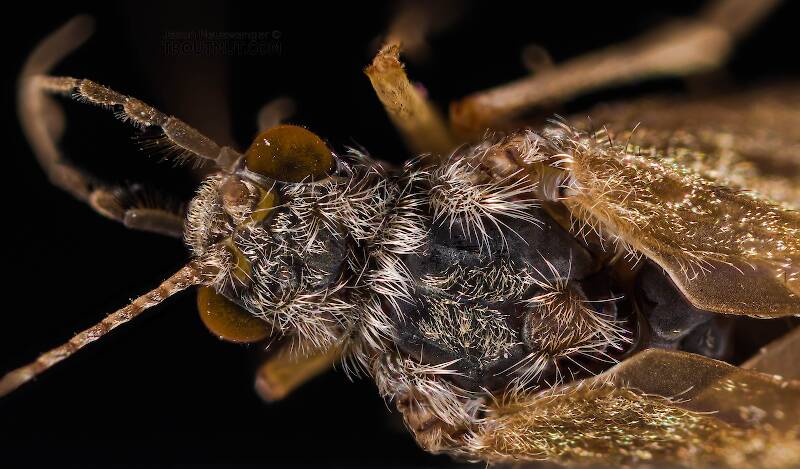 Female Hydropsyche (Hydropsychidae) (Spotted Sedge) Caddisfly Adult from the Columbia River in Washington