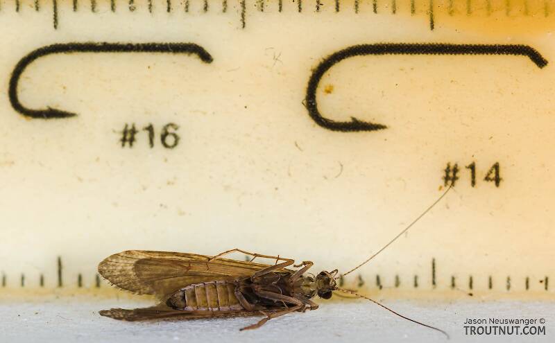 Ruler view of a Female Hydropsyche (Hydropsychidae) (Spotted Sedge) Caddisfly Adult from the Columbia River in Washington The smallest ruler marks are 1 mm.