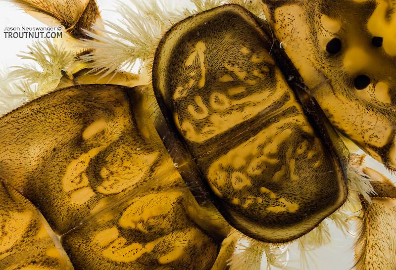 Doroneuria baumanni (Perlidae) (Golden Stone) Stonefly Nymph from Sears Creek in Washington