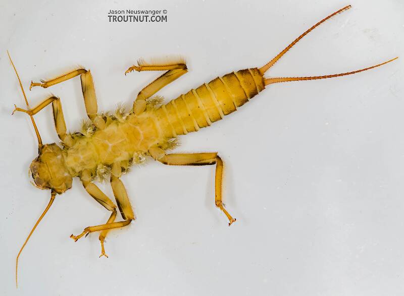 Dorsal view of a Doroneuria baumanni (Perlidae) (Golden Stone) Stonefly Nymph from Sears Creek in Washington