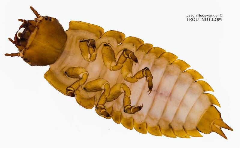 Ventral view of a Amphizoa (Amphizoidae) Beetle Larva from Sears Creek in Washington