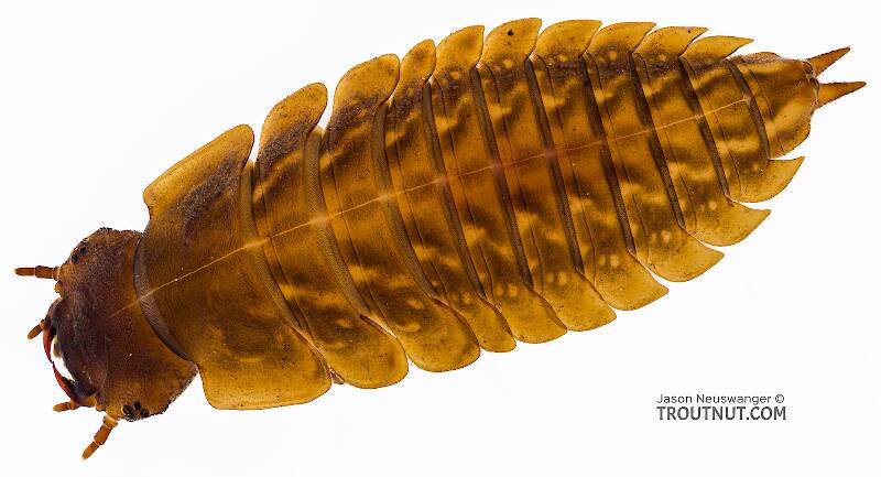 Dorsal view of a Amphizoa (Amphizoidae) Beetle Larva from Sears Creek in Washington