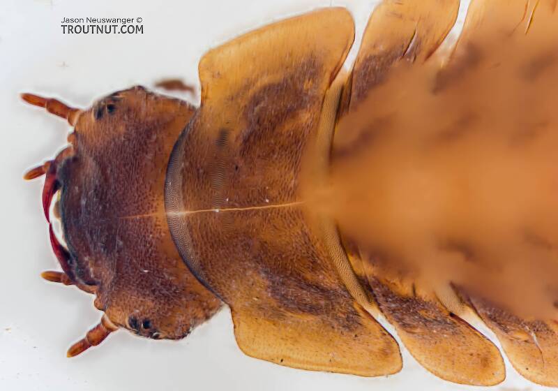 Amphizoa (Amphizoidae) Beetle Larva from Sears Creek in Washington