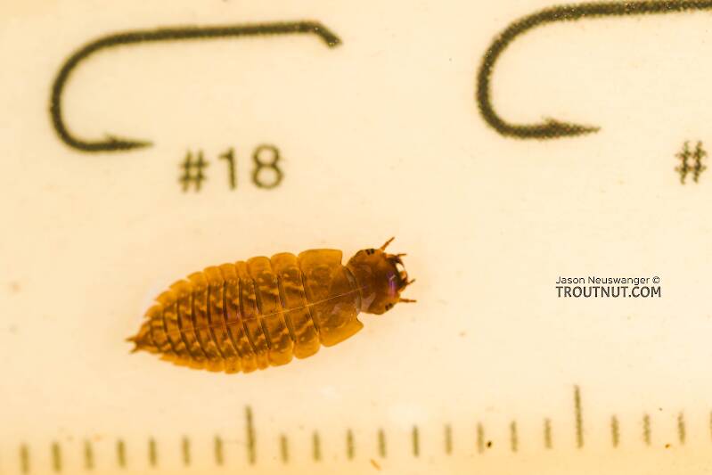 Ruler view of a Amphizoa (Amphizoidae) Beetle Larva from Sears Creek in Washington The smallest ruler marks are 1 mm.