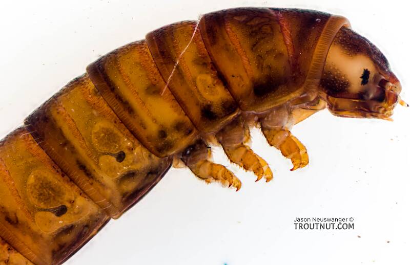 Coleoptera (Beetle) Insect Larva from Sears Creek in Washington