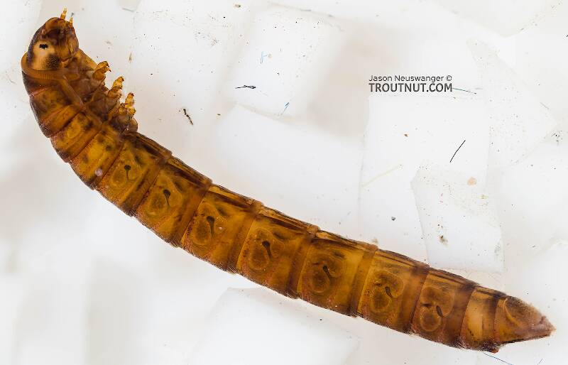 Lateral view of a Coleoptera (Beetle) Insect Larva from Sears Creek in Washington