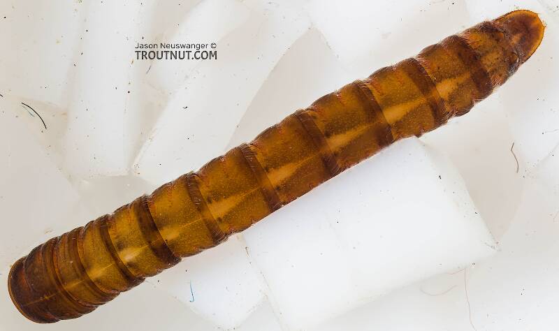 Dorsal view of a Coleoptera (Beetle) Insect Larva from Sears Creek in Washington
