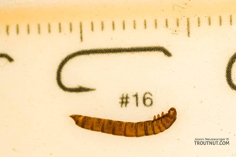Ruler view of a Coleoptera (Beetle) Insect Larva from Sears Creek in Washington The smallest ruler marks are 1 mm.