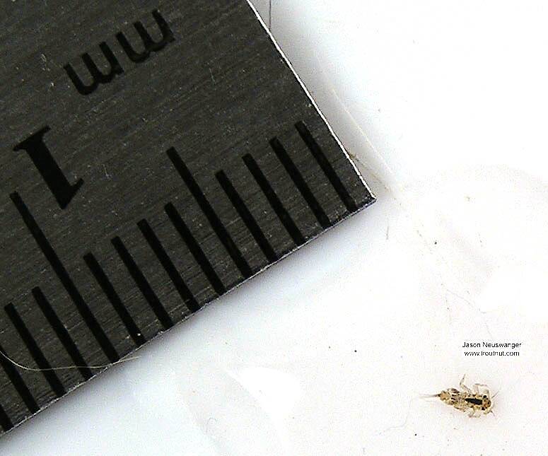The tick marks on the ruler are millimeters.

Ruler view of a Eurylophella (Ephemerellidae) (Chocolate Dun) Mayfly Nymph from unknown in Wisconsin The smallest ruler marks are 1 mm.