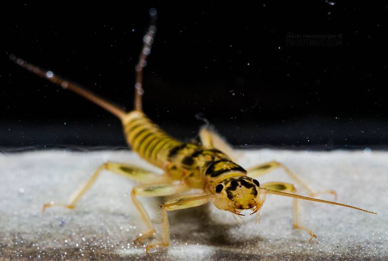 Artistic view of a Perlodidae (Springflies and Yellow Stones) Stonefly Nymph from the Yakima River in Washington