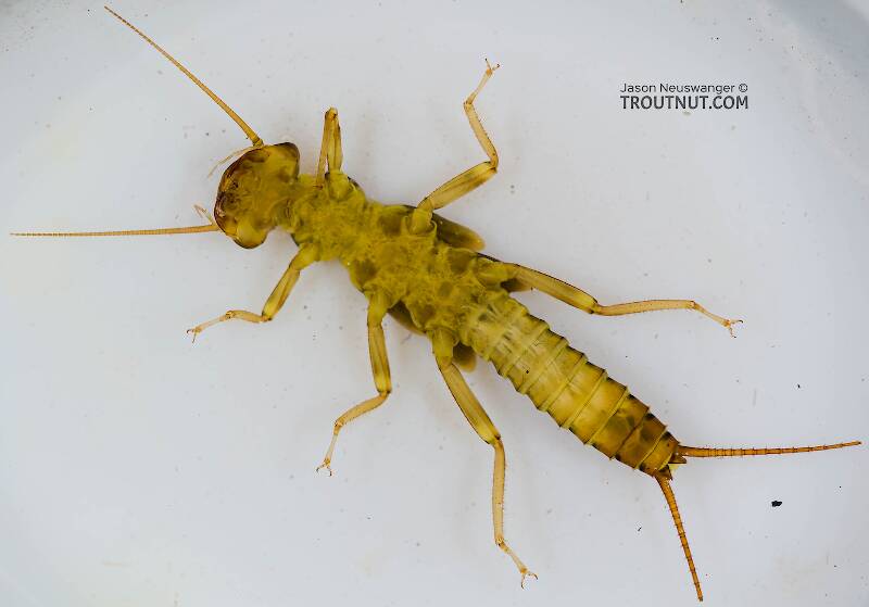 Ventral view of a Kogotus (Perlodidae) Stonefly Nymph from Mystery Creek #199 in Washington