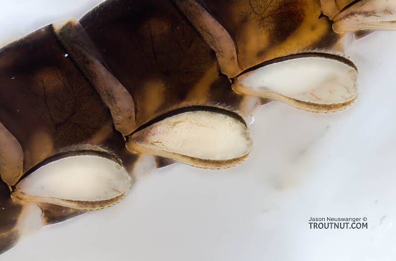 Ameletus velox (Ameletidae) (Brown Dun) Mayfly Nymph from Mystery Creek #199 in Washington