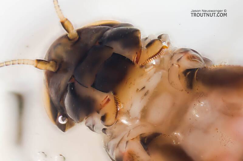 Ameletus velox (Ameletidae) (Brown Dun) Mayfly Nymph from Mystery Creek #199 in Washington