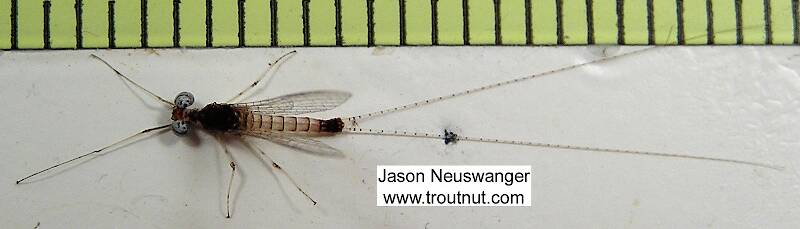 Male Stenonema modestum (Heptageniidae) (Cream Cahill) Mayfly Spinner from unknown in Wisconsin