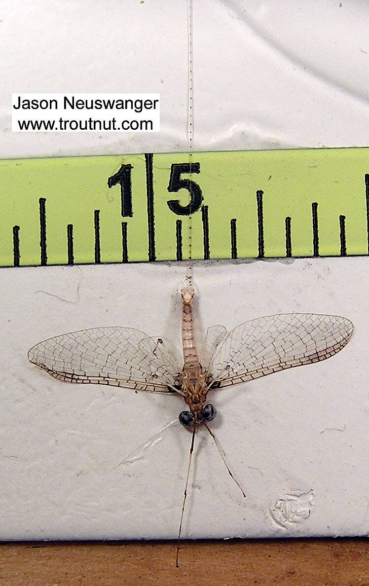 Ruler view of a Male Stenonema modestum (Heptageniidae) (Cream Cahill) Mayfly Spinner from unknown in Wisconsin The smallest ruler marks are 1/16".