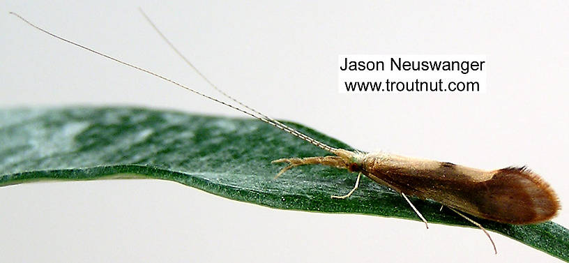 Lateral view of a Triaenodes (Leptoceridae) Caddisfly Adult from unknown in Wisconsin