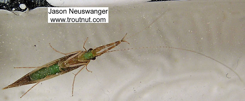 Triaenodes  Caddisfly Adult