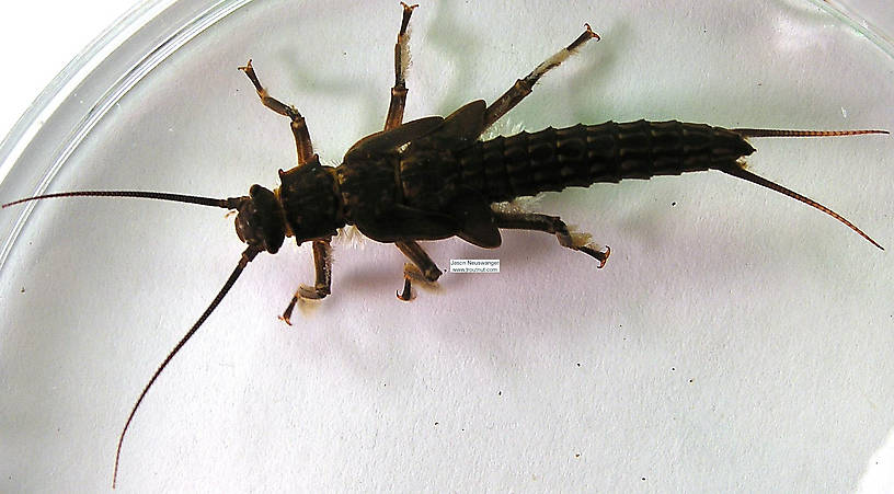 Dorsal view of a Pteronarcys dorsata (Pteronarcyidae) (Salmonfly) Stonefly Nymph from the Namekagon River in Wisconsin