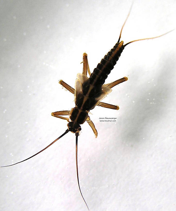 Dorsal view of a Taeniopteryx (Taeniopterygidae) (Early Black Stonefly) Stonefly Nymph from the Namekagon River in Wisconsin
