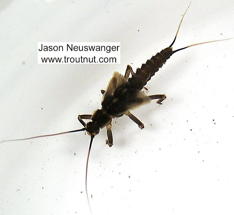 Dorsal view of a Taeniopteryx (Taeniopterygidae) (Early Black Stonefly) Stonefly Nymph from unknown in Wisconsin